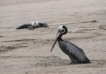 Serfor: Más de 13 mil aves silvestres marinas han muerto por la influenza aviar