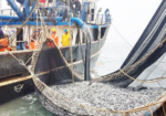 Suspenden pesca de anchoveta por exceso de juveniles