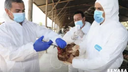 La Libertad: sacrifican 23,000 aves para contener propagación de influenza aviar en Chepén