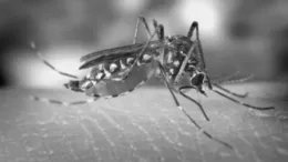 La Libertad enfrenta aumento en casos de dengue: 32 distritos reportan infecciones – Buena Pepa