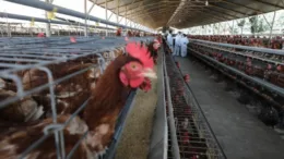 Alerta en La Libertad: Riesgo de Epidemia de Gripe Aviar Amenaza a Millones de Aves Ponedoras