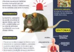 Combatiendo la Leptospirosis en Pacasmayo: Guía de Prevención Vital