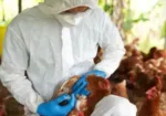 Alerta en Chepén: Nuevo Caso de Influenza Aviar Preocupa a Productores