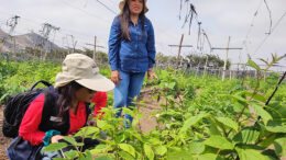 Frambuesa: Nuevo Cultivo para La Libertad