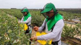 Agrícola Cerro Prieto renueva 690 hectáreas de arándanos