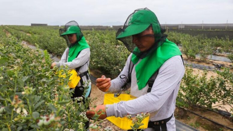 Agrícola Cerro Prieto renueva 690 hectáreas de arándanos